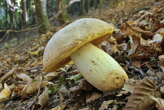 hríb jamkatý Hemileccinum depilatum (Redeuilh) Šutara