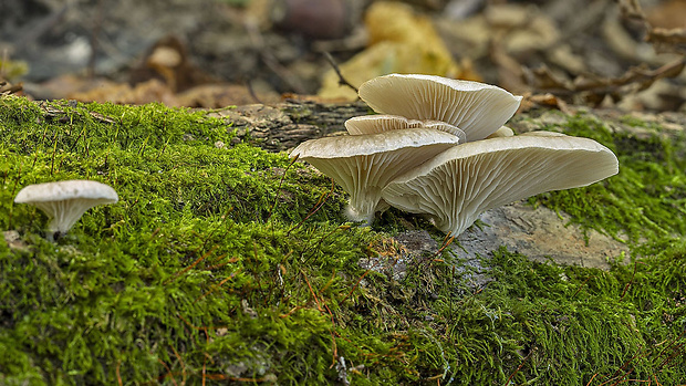 lastúrka Hohenbuehelia sp.