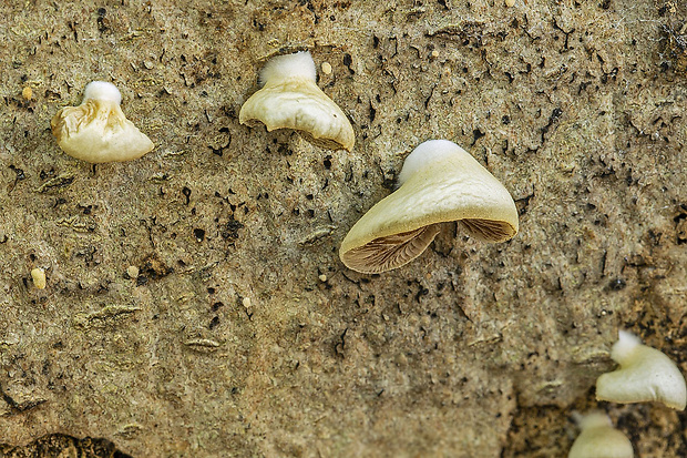 lastúrka Hohenbuehelia sp.