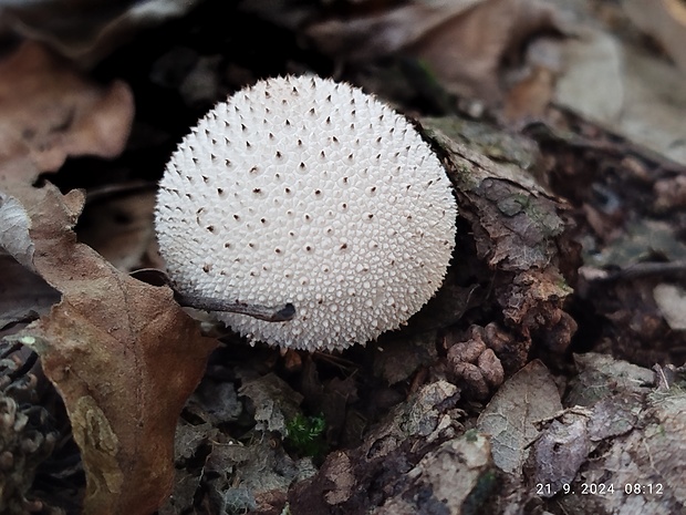 prášnica bradavičnatá Lycoperdon perlatum Pers.