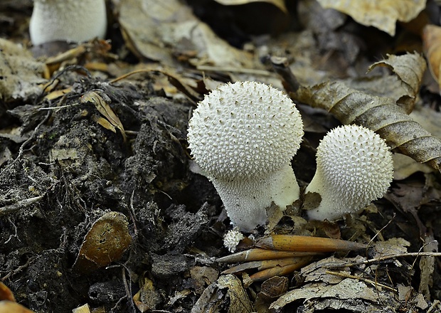 prášnica bradavičnatá Lycoperdon perlatum Pers.