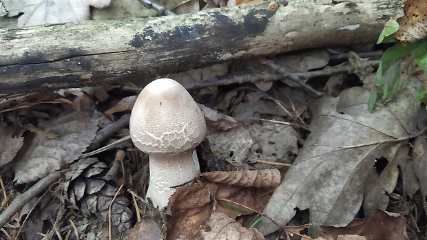 bedľa vysoká Macrolepiota procera (Scop.) Singer