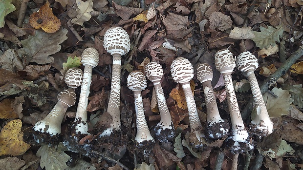 bedľa vysoká Macrolepiota procera (Scop.) Singer