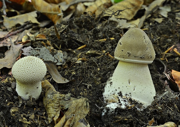 bedľa vysoká Macrolepiota procera (Scop.) Singer