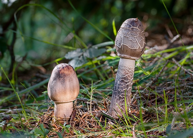 bedľa Macrolepiota sp.