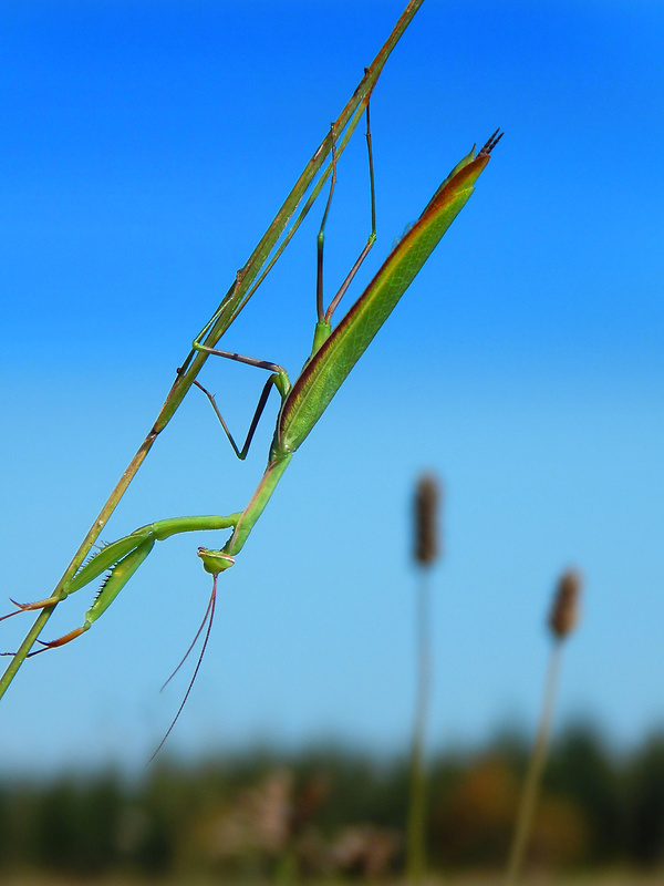 modlivka zelená (sk) / kudlanka nábožná (cz) Mantis religiosa Linnaeus, 1758