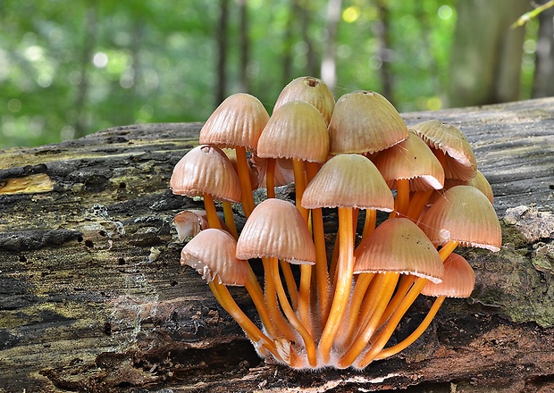 prilbička žltohlúbiková Mycena renati Quél.