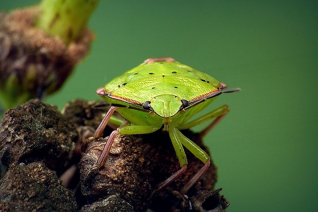 bzdocha (sk) / kněžice zeleninová (cz) Nezara viridula (Fabricius, 1775)