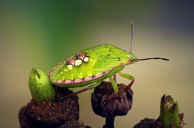 bzdocha (sk) / kněžice zeleninová (cz) Nezara viridula (Fabricius, 1775)