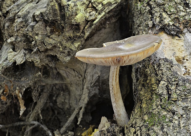 štítovka jelenia Pluteus cervinus (Schaeff.) P. Kumm.