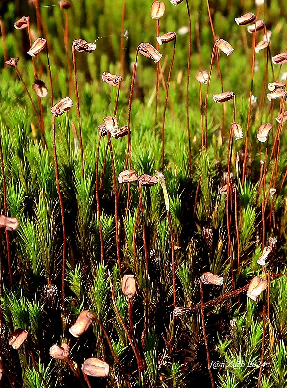 ploník obyčajný Polytrichum commune Hedw.