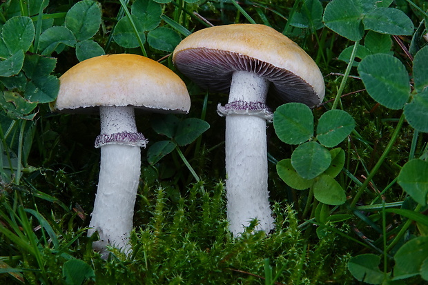 golierovka ovenčená Stropharia coronilla (Bull.) Quél.