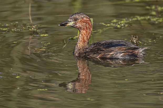 potápka malá Tachybaptus ruficollis