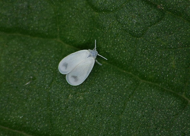 molica skleníková Trialeurodes vaporariorum