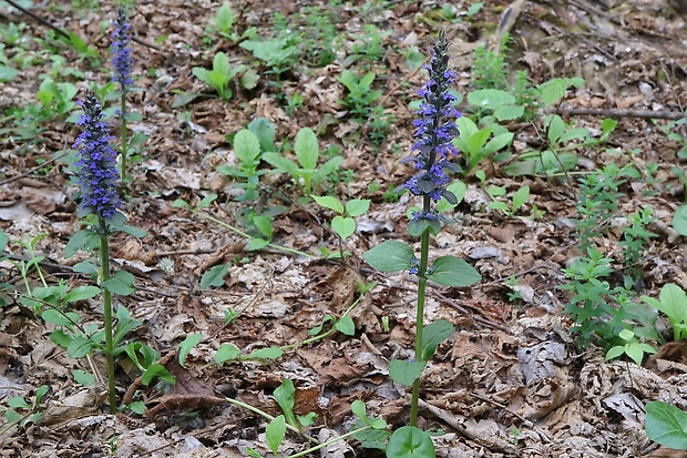 zbehovec plazivý Ajuga reptans L.