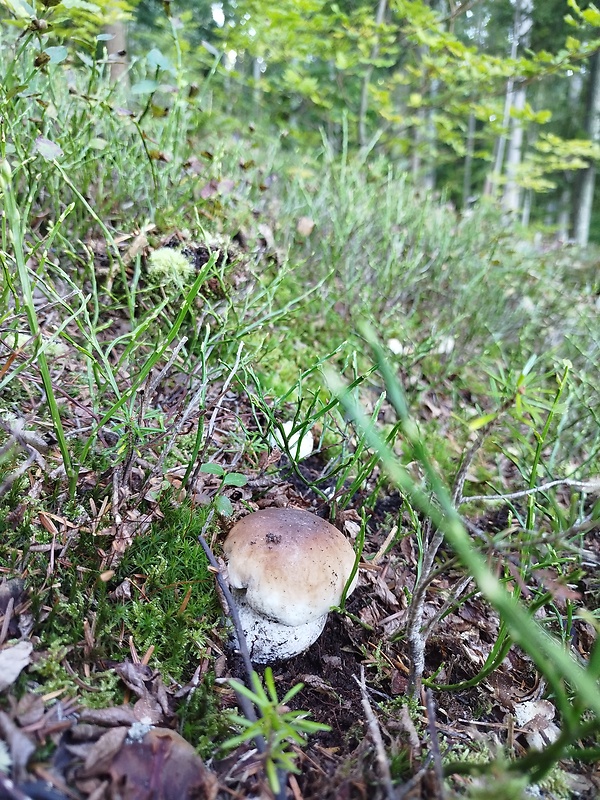 hríb smrekový Boletus edulis Bull.