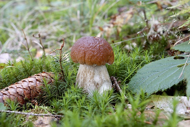 hríb smrekový Boletus edulis Bull.