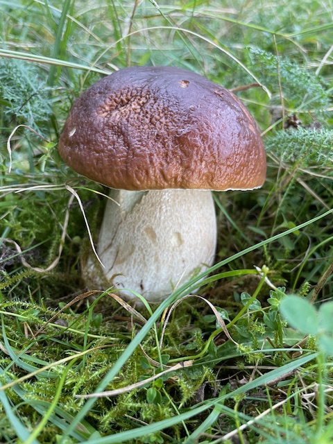 hríb smrekový Boletus edulis Bull.