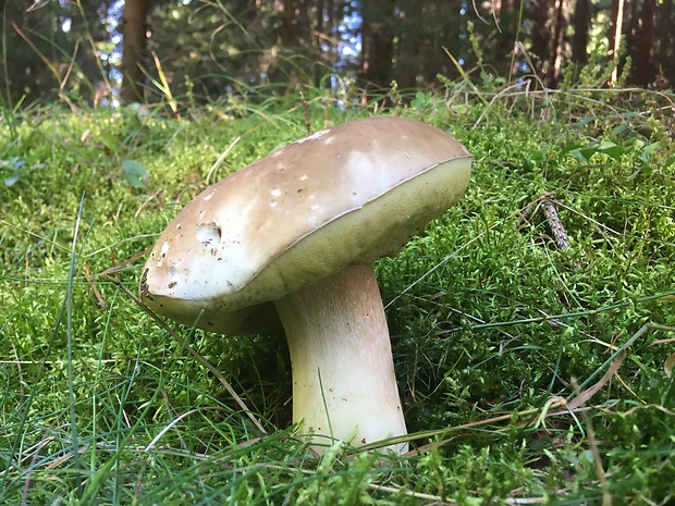 hríb smrekový Boletus edulis Bull.