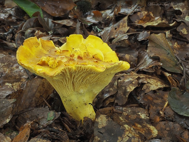 kuriatko jedlé ametystové Cantharellus amethysteus (Quél.) Sacc.