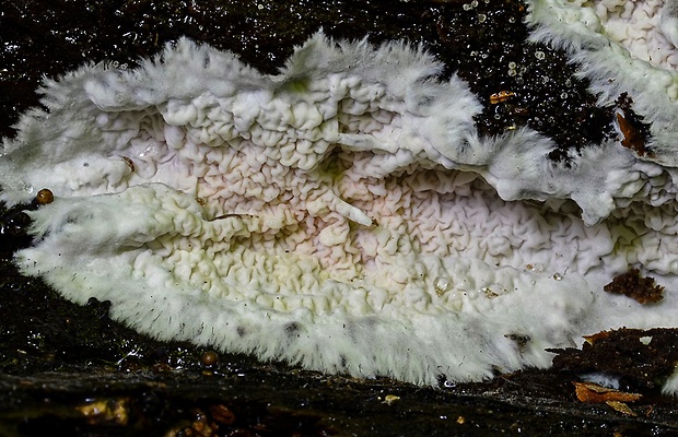 voskovec okrovohnedastý Ceraceomyces serpens (Tode) Ginns