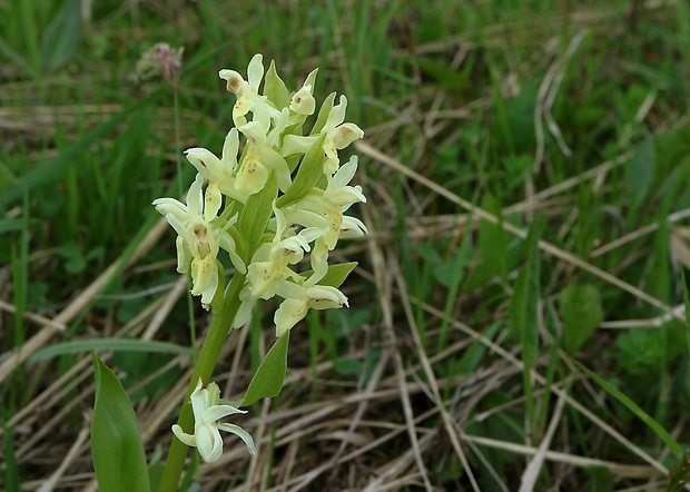 vstavačovec bazový Dactylorhiza sambucina (L.) Soó