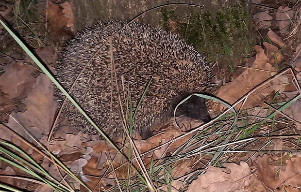 jež tmavý Erinaceus europaeus