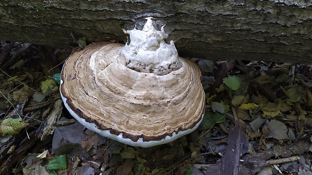 práchnovec kopytovitý Fomes fomentarius (L.) J.J. Kickx