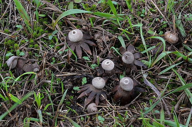 hviezdovka drsná Geastrum campestre Morgan