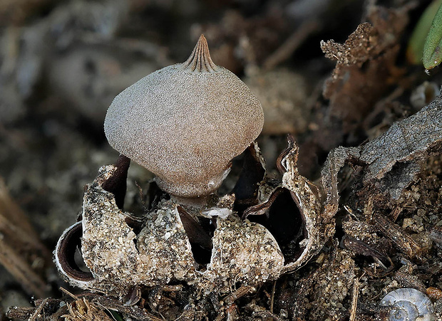 hviezdovka drsná Geastrum campestre Morgan