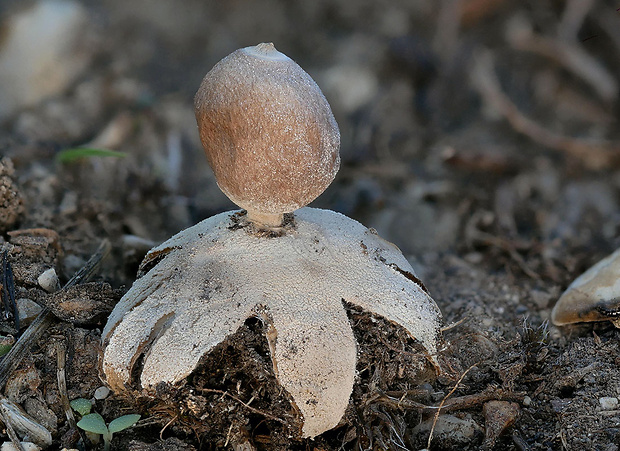 hviezdovka Geastrum dolomiticum Finy, Dima & V. Papp