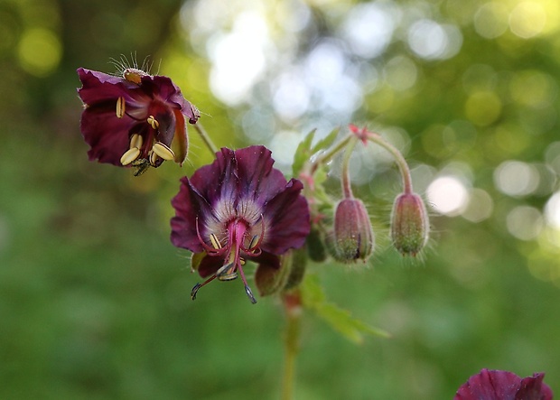 pakost hnedočervený Geranium phaeum L.