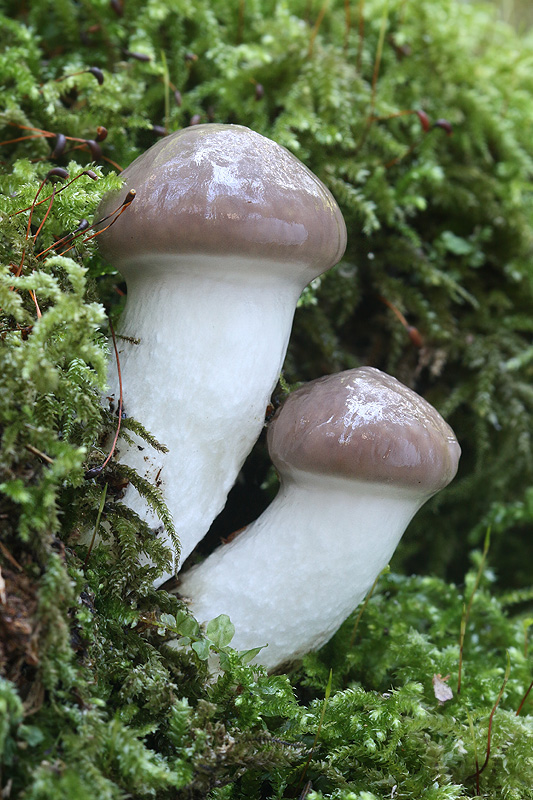 sliziak mazľavý Gomphidius glutinosus (Schaeff.) Fr.