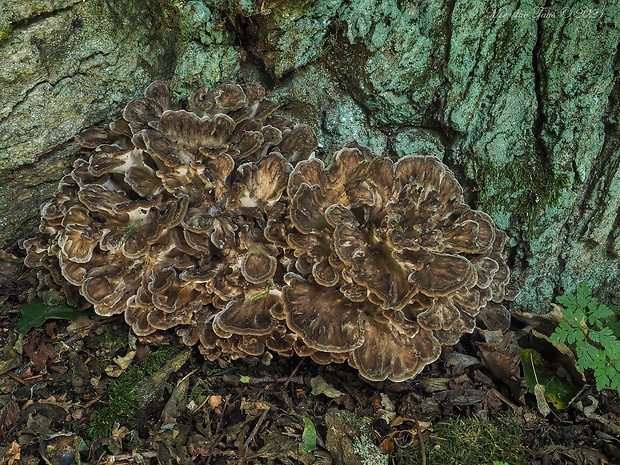 trsovnica lupeňovitá Grifola frondosa (Dicks.) Gray