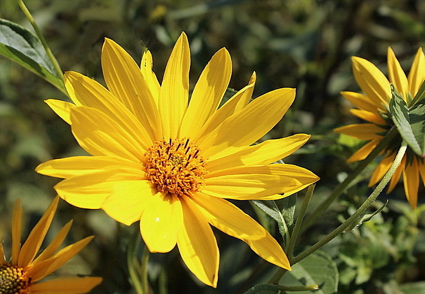 slnečnica hľuznatá Helianthus tuberosus L.