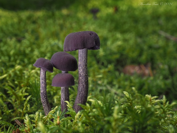 lakovka ametystová Laccaria amethystina (Huds.) Cooke