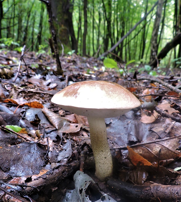 kozák topoľový Leccinum duriusculum (Schulzer ex Kalchbr.) Singer