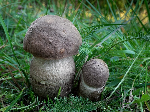 kozák topoľový Leccinum duriusculum (Schulzer ex Kalchbr.) Singer