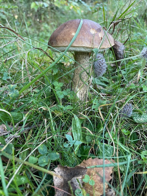 kozák brezový Leccinum scabrum (Bull.) Gray