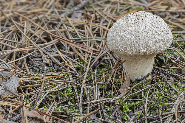 prášnica bradavičnatá Lycoperdon perlatum Pers.