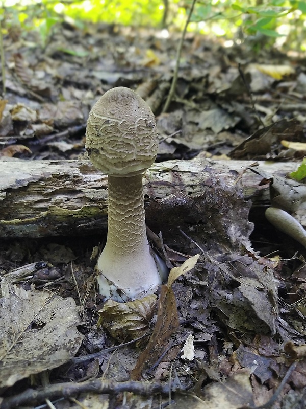 bedľa vysoká Macrolepiota procera (Scop.) Singer