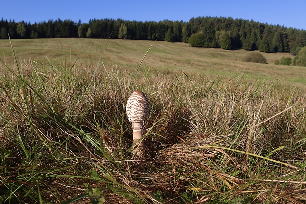 bedľa vysoká Macrolepiota procera (Scop.) Singer