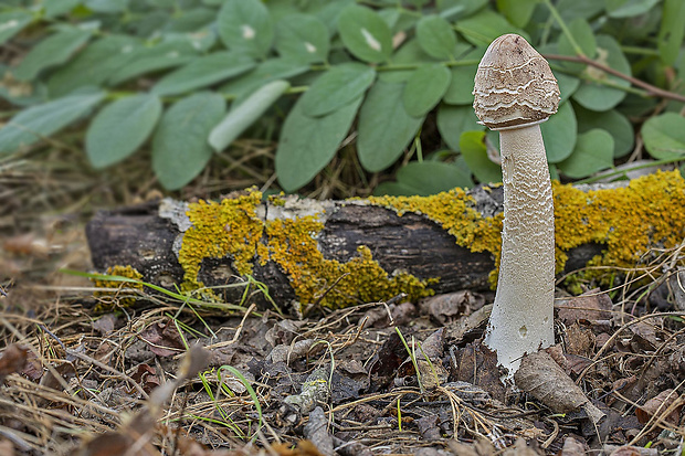 bedľa vysoká Macrolepiota procera (Scop.) Singer