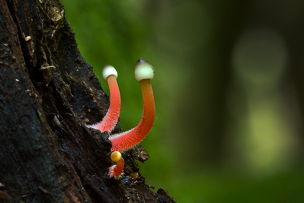 prilbička šafranová Mycena crocata (Schrad.) P. Kumm.