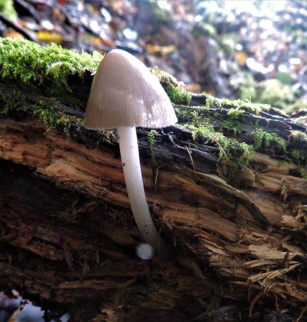 prilbička Mycena sp.