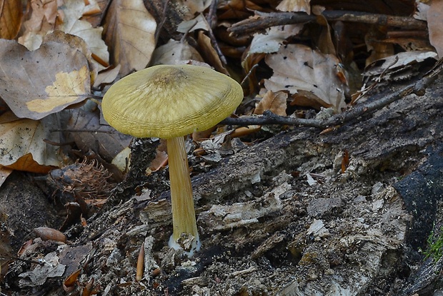 štítovka žltá Pluteus leoninus (Schaeff.) P. Kumm.