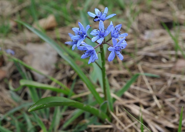 scila karpatská Scilla kladnii Schur