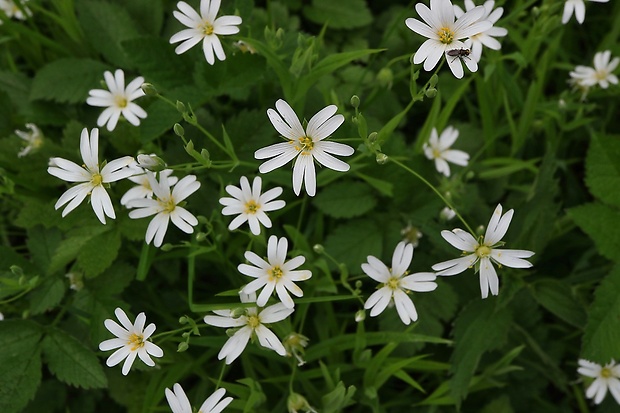 hviezdica veľkokvetá Stellaria holostea L.