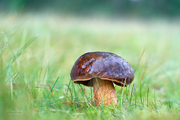 hríb zrnitohlúbikový Sutorius luridiformis (Rostk.) G. Wu & Zhu L. Yang