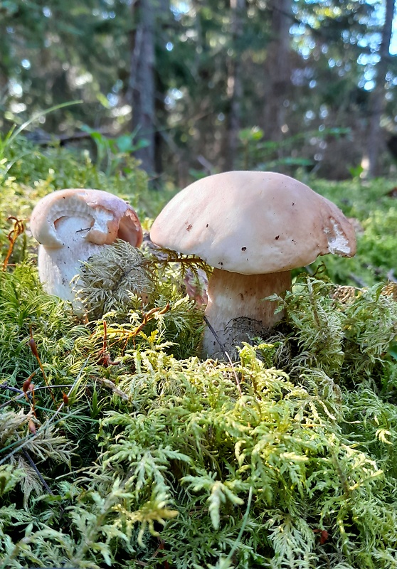 hríb smrekový Boletus edulis Bull.